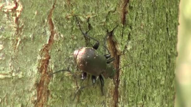 Ground Beetle espetou as orelhas e olha para a frente inseto
 - Filmagem, Vídeo