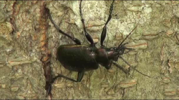 Ground Beetle pricked up her ears and looks forward insect - Footage, Video