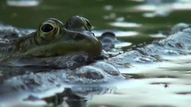Grenouille période d'accouplement reptiles animaux aquatiques
 - Séquence, vidéo