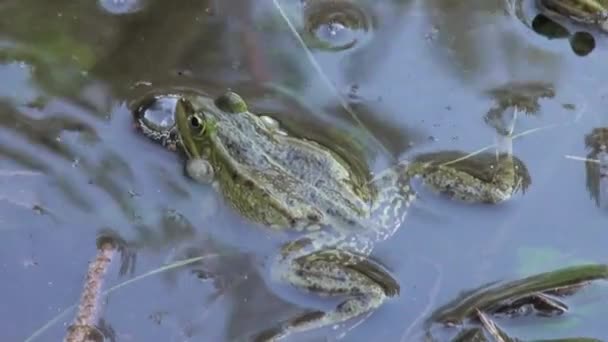 žába páření období plazi vodní živočichové - Záběry, video