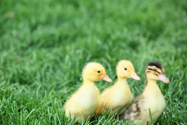 Cute kaczątka na zielonej trawie - Zdjęcie, obraz