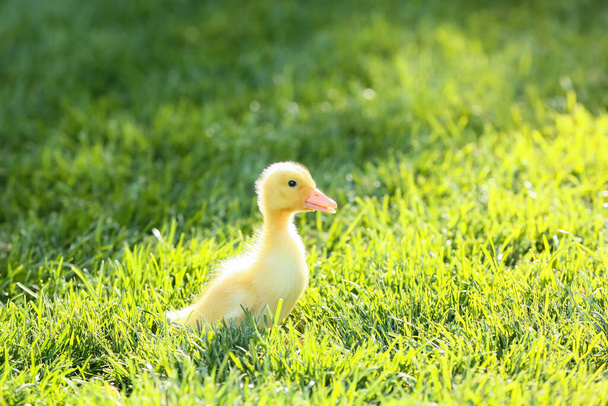 Cute duckling on green grass - Photo, Image