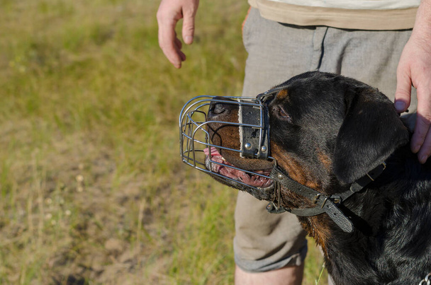 Portret van een Rottweiler hond in een metalen muilkorf. Het huisdier zit naast de man en kijkt in de verte. Diensthond fokken. Outdoor hondentraining. Deel van een reeks - Foto, afbeelding