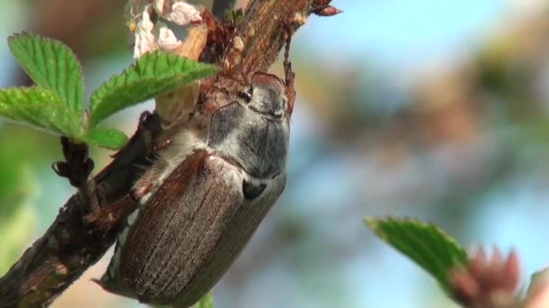 maja chrząszcz zjada liście włoka zwierząt - Materiał filmowy, wideo