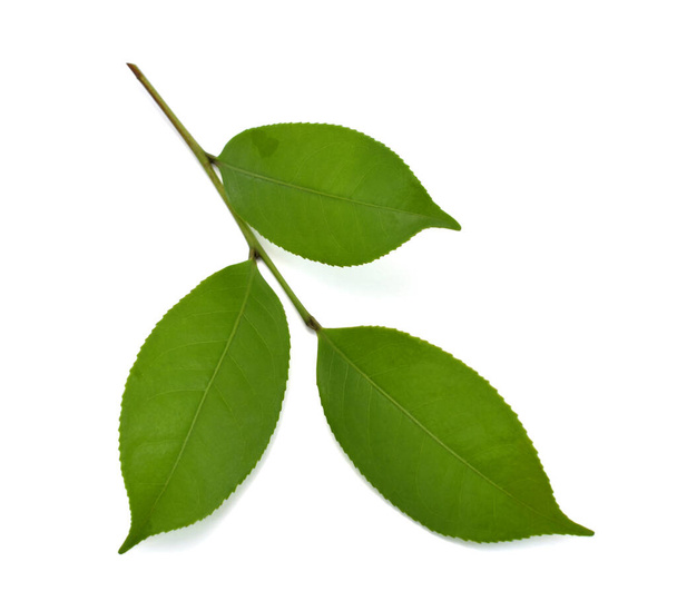 zielony liść herbaty izolowane na białym tle - Zdjęcie, obraz