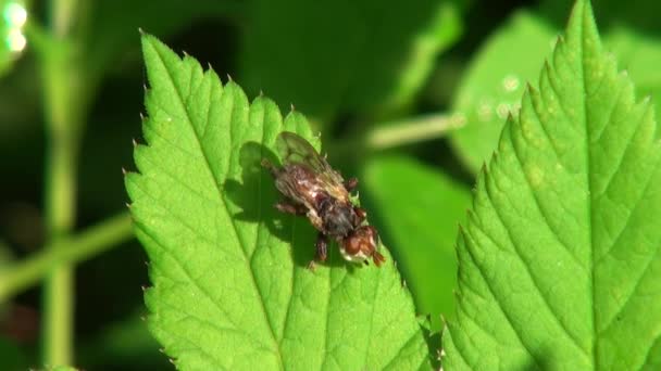Rote Fliege putzt ihre Flügel an grünem Blatttier Insekt - Filmmaterial, Video