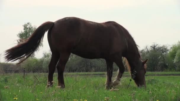 koń pasie się na łące przed zwierzęta leśne - Materiał filmowy, wideo