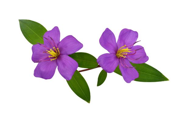beautiful purple Melastoma flowers isolated on white background - Photo, Image