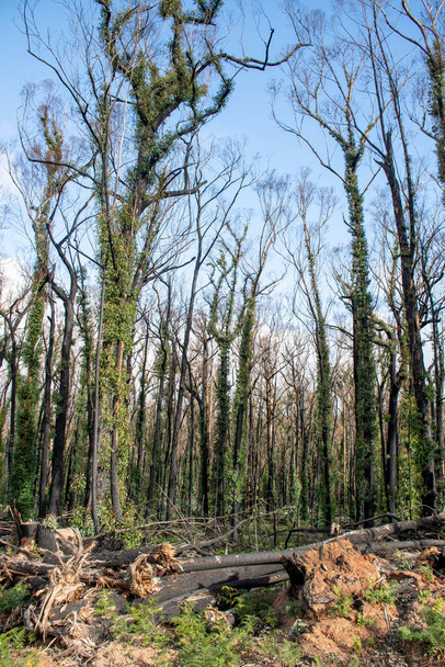 Australian bushfires aftermath: eucalyptus trees damaged by the fire recovering six months after severe bushfires . Imlay Road, NSW - Photo, Image