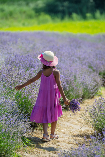 Pretty little girl walking in the flowering lavender field and gathering flowers. - Photo, image