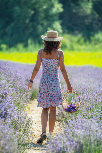 Woman walking in the flowering lavender field and gathering flowers. - Photo, image
