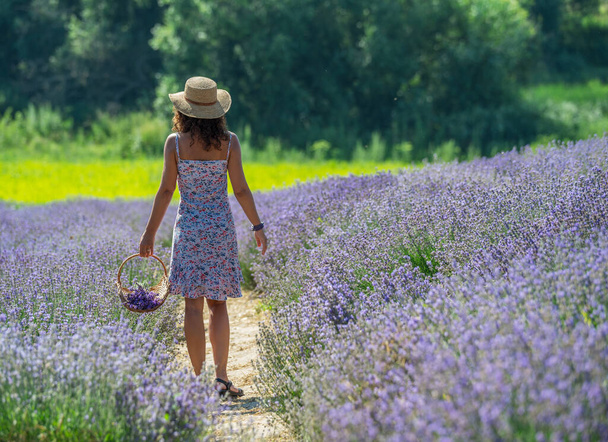 Woman walking in the flowering lavender field and gathering flowers. - Foto, Bild