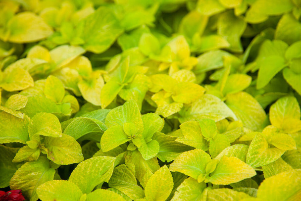 Coleus blumei Wizard Fondo de hojas doradas, verdes y amarillas de cerca, color lima brillante textura de follaje exuberante. Patrón natural abstracto - Foto, imagen