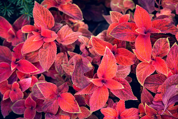 Coleus Blumei Wizard Sunset. Červené a fialové listy pozadí zblízka, světlé barvy svěží listoví textury. Abstraktní přirozený vzor - Fotografie, Obrázek