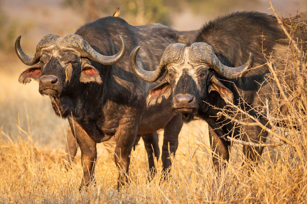Dos adultos cabeza de búfalo en busca de alerta de pie en la hierba amarilla alta en Kruger Park Sudáfrica - Foto, imagen