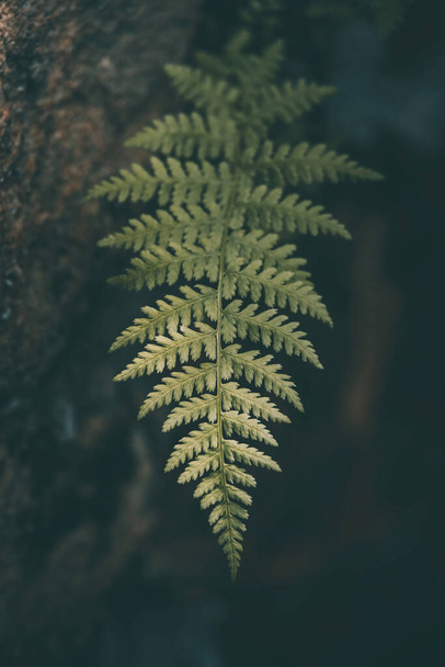 large green fern leaf on a dark background close-up - Foto, Imagen