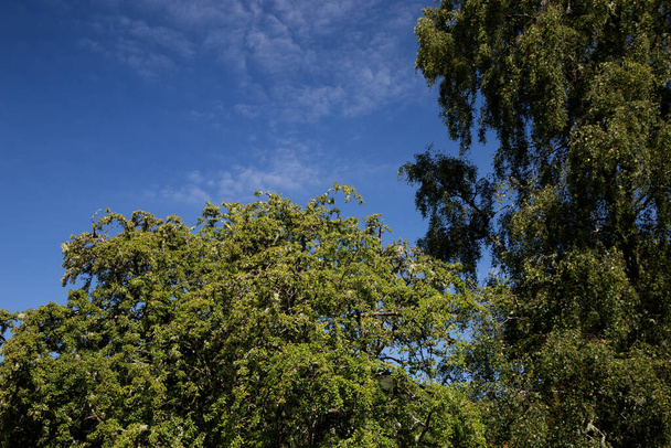 Tree foliage against a cloudy blue summer sky - Foto, imagen