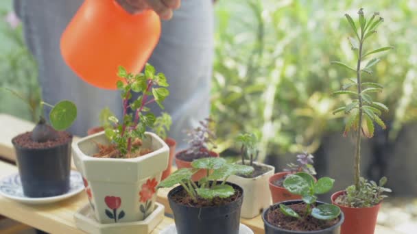 Jardineiro fêmea pulverizando água em pequenas plantas em vasos sob luz solar em casa. Mulher a cuidar das plantas de casa. Jardinagem e Hobbies. - Filmagem, Vídeo