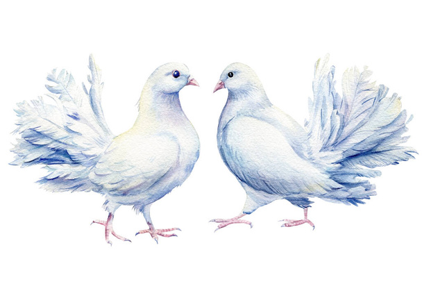 Paloma blanca, pájaros sobre fondo aislado, acuarela ilustración - Foto, imagen