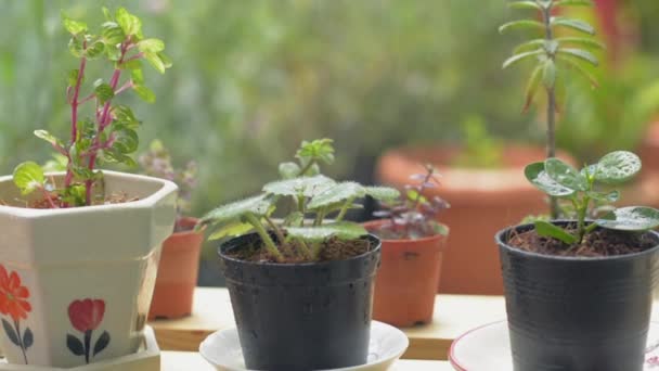 Water spraying on little potted plants under sunlight at home. Woman taking care of her houseplants. Gardening and Hobbies. Panning shot and Slow motion. - Footage, Video