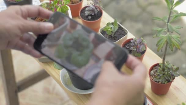 Woman's hand taking photo of little potted plants with mobile phone for social online trading. Selective focus on the plants. Hobbies and Business. Camera app for smartphone with Thai language. - Footage, Video