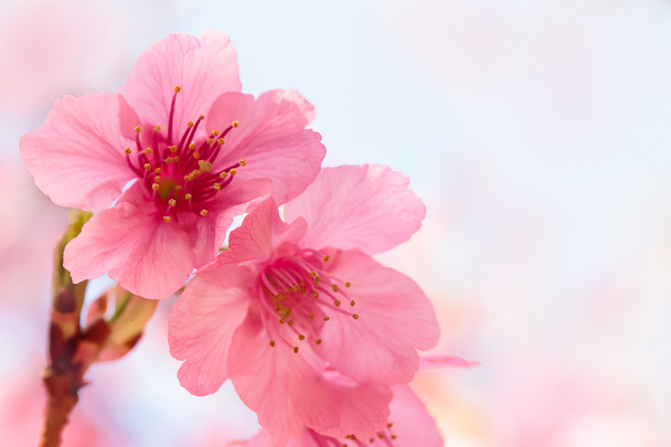 Σακούρα με άνθη κερασιάς - Φωτογραφία, εικόνα