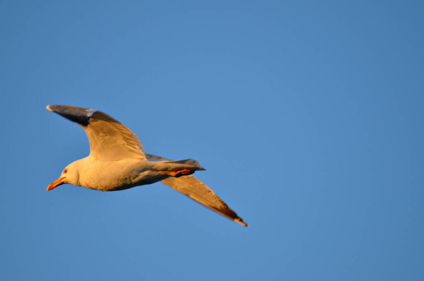 White seagull flying wingspan in blue sky, close-up - Фото, изображение