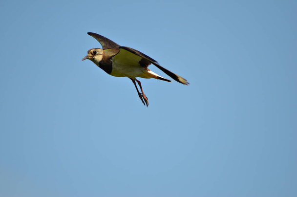 lapwing bird flies wingspan in blue sky, close-up - Фото, изображение