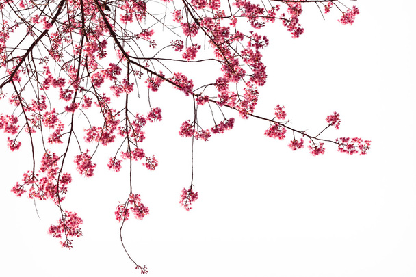Fleur de cerisier rose sakura
 - Photo, image