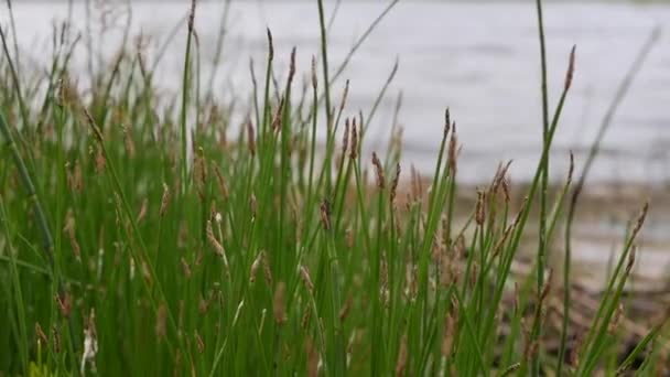 Roseaux riverains ou cannes sur le lac - Séquence, vidéo