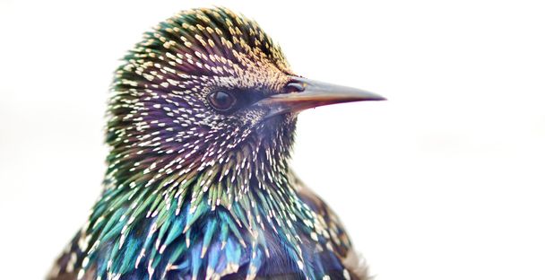 Close up of a Starling - Photo, Image