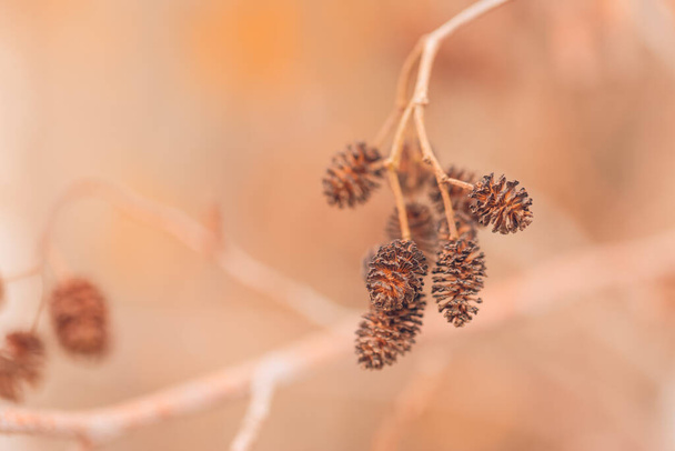 Kuiva ohdake talvella syyspellolla. Taide abstrakti syksyn niitty lähikuva tausta - Valokuva, kuva