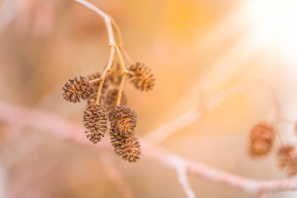 Suché bodláčí na zimním podzimním poli. Art abstraktní podzimní louka detailní pozadí - Fotografie, Obrázek