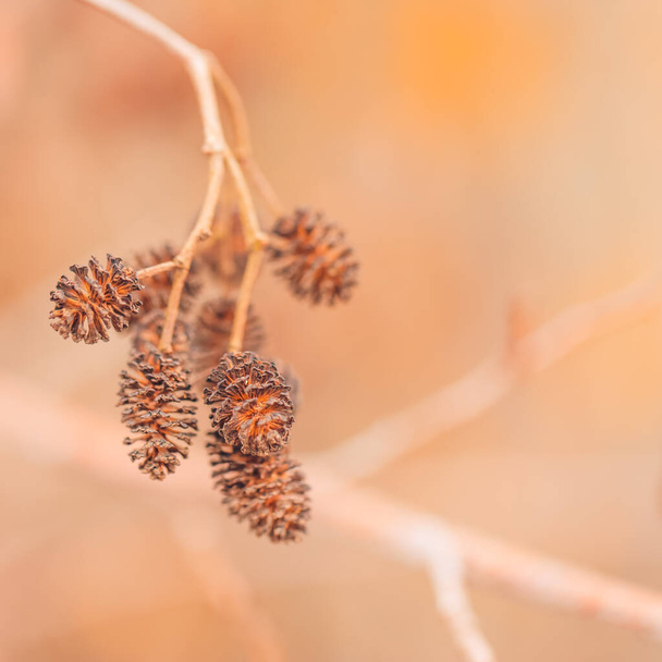Suché bodláčí na zimním podzimním poli. Art abstraktní podzimní louka detailní pozadí - Fotografie, Obrázek