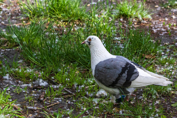 Чудовий білий голуб. Краса білих голубів у парку. Міські птахи
. - Фото, зображення
