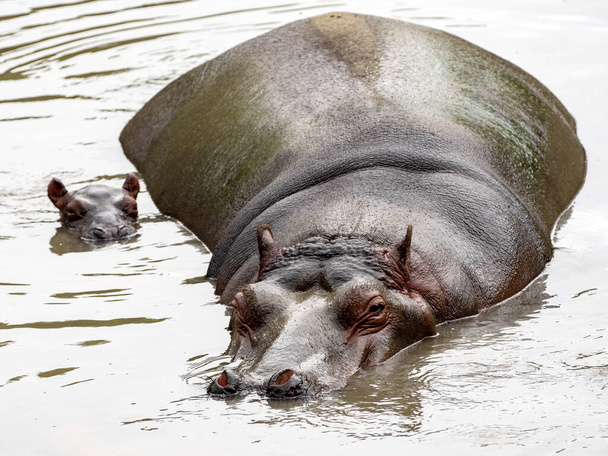 Női Hippopotamus, Hippopotamus kétéltűek, vízben fekve egy újszülött kölyökkel - Fotó, kép
