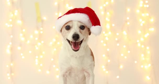 christmas dog as santa - Footage, Video
