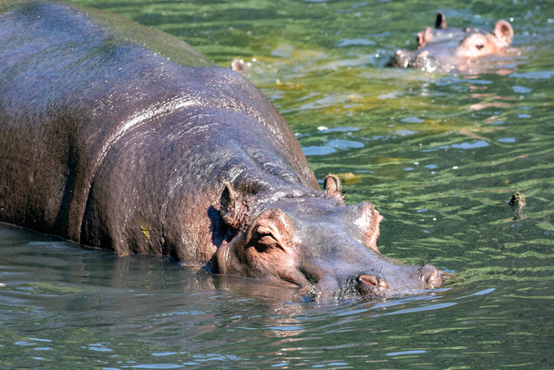 Hippopotamus-naaras, Hippopotamus amphibius, makaa vedessä vastasyntyneen pennun kanssa - Valokuva, kuva