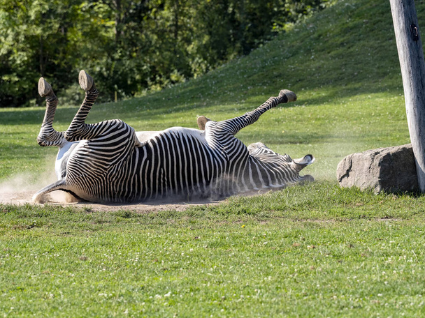 Зебра Грейвія, Equus grevyi, позбавляється паразитів, котившись у піску. - Фото, зображення