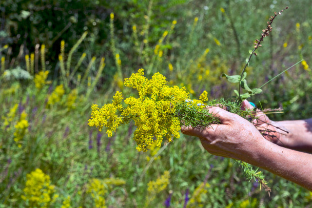 Una mujer en la naturaleza recoge ramitas de flores de Galium verum. Esta planta se cosecha con el propósito de hacer tinturas medicinales, así como guirnaldas decorativas. - Foto, imagen
