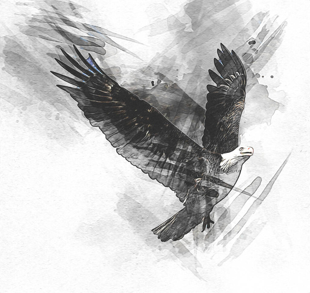 Лысый орлан на посадке руки рисовать и на белом фоне иллюстрации - Фото, изображение