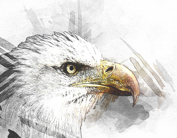 Bald eagle swoop lądowania strony rysunku i farby na białym tle ilustracji - Zdjęcie, obraz