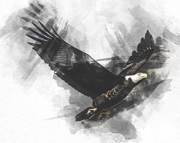 Águila calva swoop aterrizaje mano dibujar y pintar sobre fondo blanco ilustración - Foto, Imagen