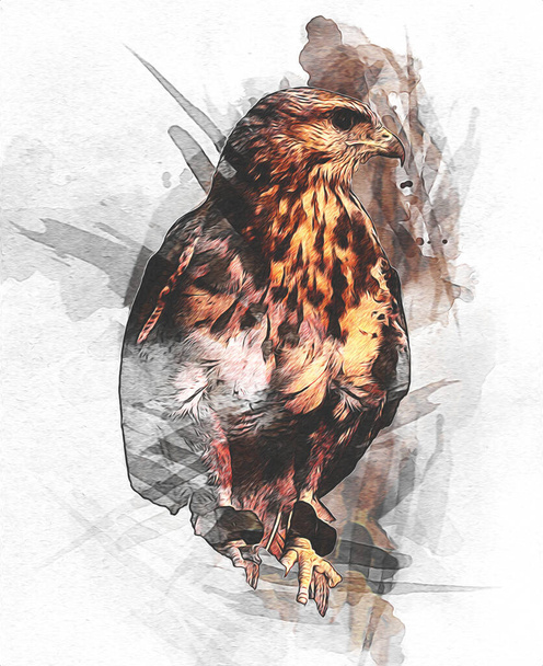 Aquila calva swoop atterraggio mano disegnare e dipingere su sfondo bianco illustrazione - Foto, immagini