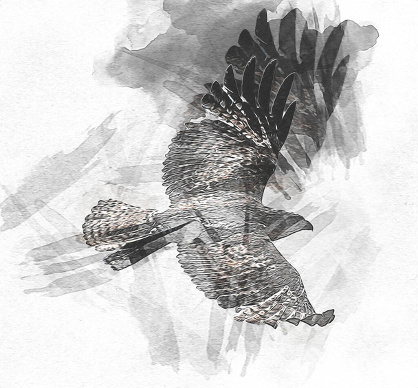 Falcon Landung swoop Handzeichnung und Farbe auf Hintergrund Illustration, Hawk Vintage Retro - Foto, Bild