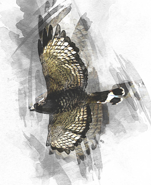 Falcon aterrizaje swoop mano dibujar y pintar el color en la ilustración de fondo, halcón vintage retro - Foto, imagen