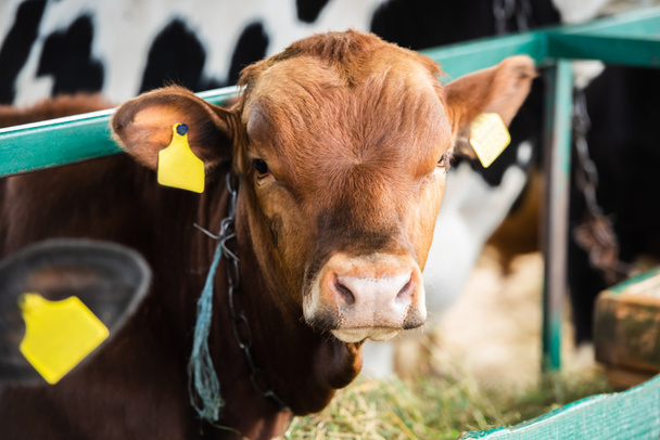 黄色のタグが付いた茶色の子牛の選択的焦点は酪農場にあり - 写真・画像
