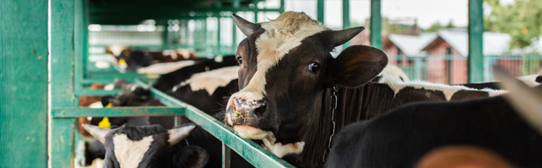 горизонтальная концепция пятнистой коровы в стаде возле забора из коровника, избирательная направленность - Фото, изображение