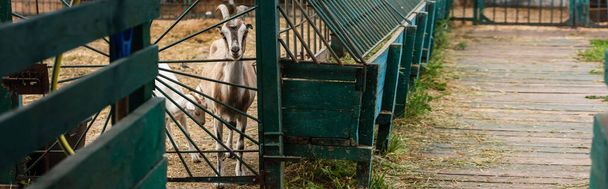 selective focus of goat with goatling in corral on farm, panoramic concept - Photo, Image