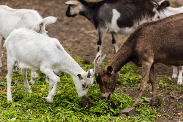 selective focus of brown goat and white cub eating grass on farm - Photo, Image